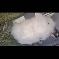 خرگوش مینی لوپ  ترکیش چشم ابی|موش و خرگوش|ساوه, |دیوار