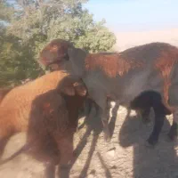 قوچ افشار|حیوانات مزرعه|کوهدشت, |دیوار