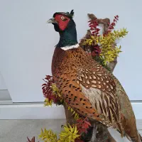 پرنده قرقاول|صنایع دستی و سایر لوازم تزئینی|بابلسر, |دیوار