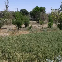 زمین-مسکونی