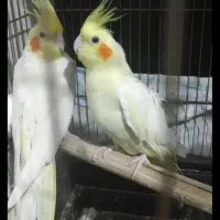 عروس هلندی و مرغ عشق|پرنده|آبادان, |دیوار