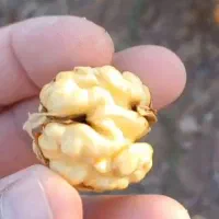 گردو پیوندی پایه ژنوتیپ پیوند چندلر.وفرنور|خدمات باغبانی و درختکاری|کرمان, |دیوار