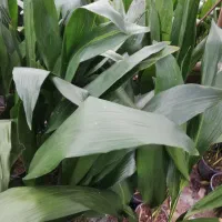 عبایی گلدانی|گل و گیاه طبیعی|بابل, |دیوار