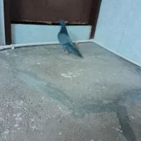 کبوتر|پرنده|بیستون, |دیوار