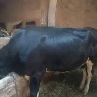 گوساله سیمینتال ماده