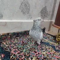 کله الماسی نر|پرنده|بم, |دیوار