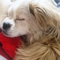 واگذاری پت خانگی