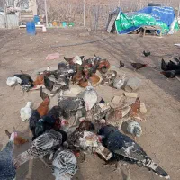 مرغ و جوجه گلین لری و بوقلمون