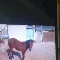 فروش کراسب 6ماه ماده