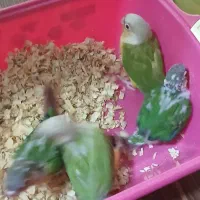 جوجه سرلاکی گرینچیک|پرنده|رباط‌کریم, رباط‌کریم|دیوار