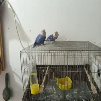 3عد طوطی برزیلی اهلی|پرنده|میاندوآب, |دیوار