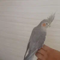 عروس هلندی ماده . دستی