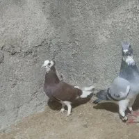 کبوتر|پرنده|جنت, |دیوار