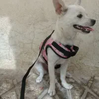 سگ بانمک کوچولو