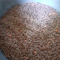 عدس|خوردنی و آشامیدنی|شیراز, تندگویان|دیوار