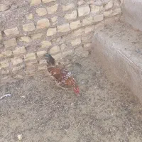 خروس رنگی گلین اصل درجه یک ۴ماه