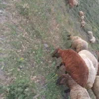 بره ماده ۱۰۰راس