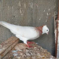 کبوتر طوقی|پرنده|بندر دیر, |دیوار