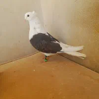 کفتر پشتی ساده کاکلی سار فری سوسکی|پرنده|مشهد, قائم|دیوار