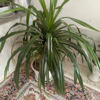 گل پاندانوس