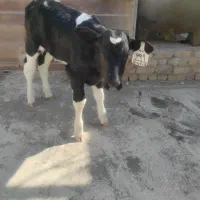گوساله نر