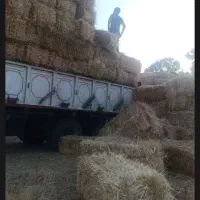 کاه و جو و یونجه
