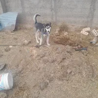 سگ هاسکی ماده