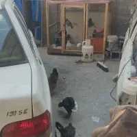 فروش مرغ و خروس محلی|حیوانات مزرعه|پاکدشت, پاکدشت (مامازند)|دیوار