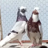 کبوتر پرشی|پرنده|آمل, |دیوار