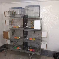 مولد گرینچیگ|پرنده|قم, نخودی|دیوار