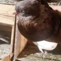 کبوتر|پرنده|بم, |دیوار