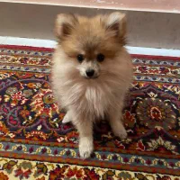 سگ پامر پرتغالی روباهی