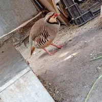 بلدرچین کوهی