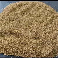 بذر یونجه