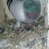 کبوترپلاکیدوخت|پرنده|کوهرنگ, |دیوار