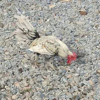 خروس مینیاتوری