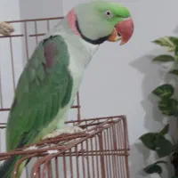 شاه طوطی سخنگو|پرنده|قائم‌شهر, |دیوار