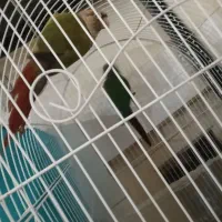 یک جفت گرینچیک|پرنده|قرچک, زیبا شهر|دیوار