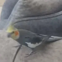 عروس هلندی گمشده