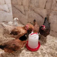 7 عدد مرغ گلپایگان دم تخم