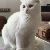 گربه اسکاتیش اصیل