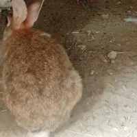 ی عدد خرگوش با سه تا بچه