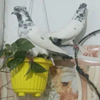 کله دم سبز|پرنده|قرق, |دیوار