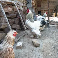 تخم نطفه دار برهما