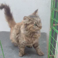 گربه سیبرین