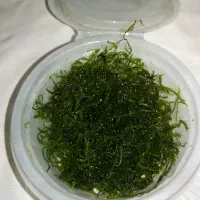 خزه کریسمس برای تزیین آکواریوم گیاهی