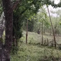 فروش زمین مسکونی در  پونل /  دوران|فروش زمین و ملک کلنگی|رضوانشهر, |دیوار