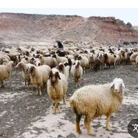 فروش یکجا میش بره قوچ