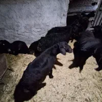 گوسفند قره قزل بره نر|حیوانات مزرعه|اسدآباد, |دیوار