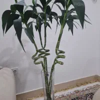 گل بامبو 5شاخه جنس خارجی